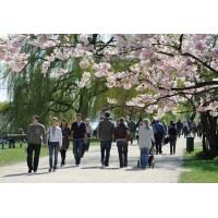 1280_2627 Sonntagsspaziergang unter Kirschblüten in der Hansestadt Hamuburg. | Bilder vom Fruehling in Hamburg; Vol. 1